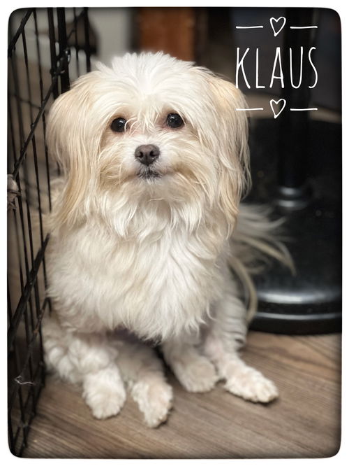 Klaus