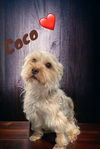 Coco