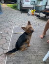 Tobee
