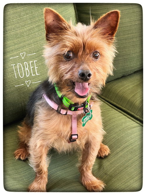 Tobee