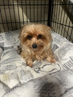 Dog for Adoption - Darla, a Yorkshire Terrier Yorkie in Westchester ...