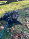 Monty