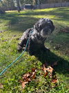 Monty