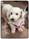 adoptable Dog in  named Lacie