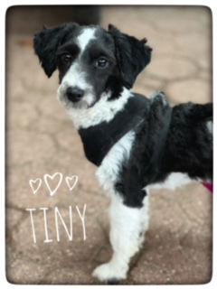 Tiny