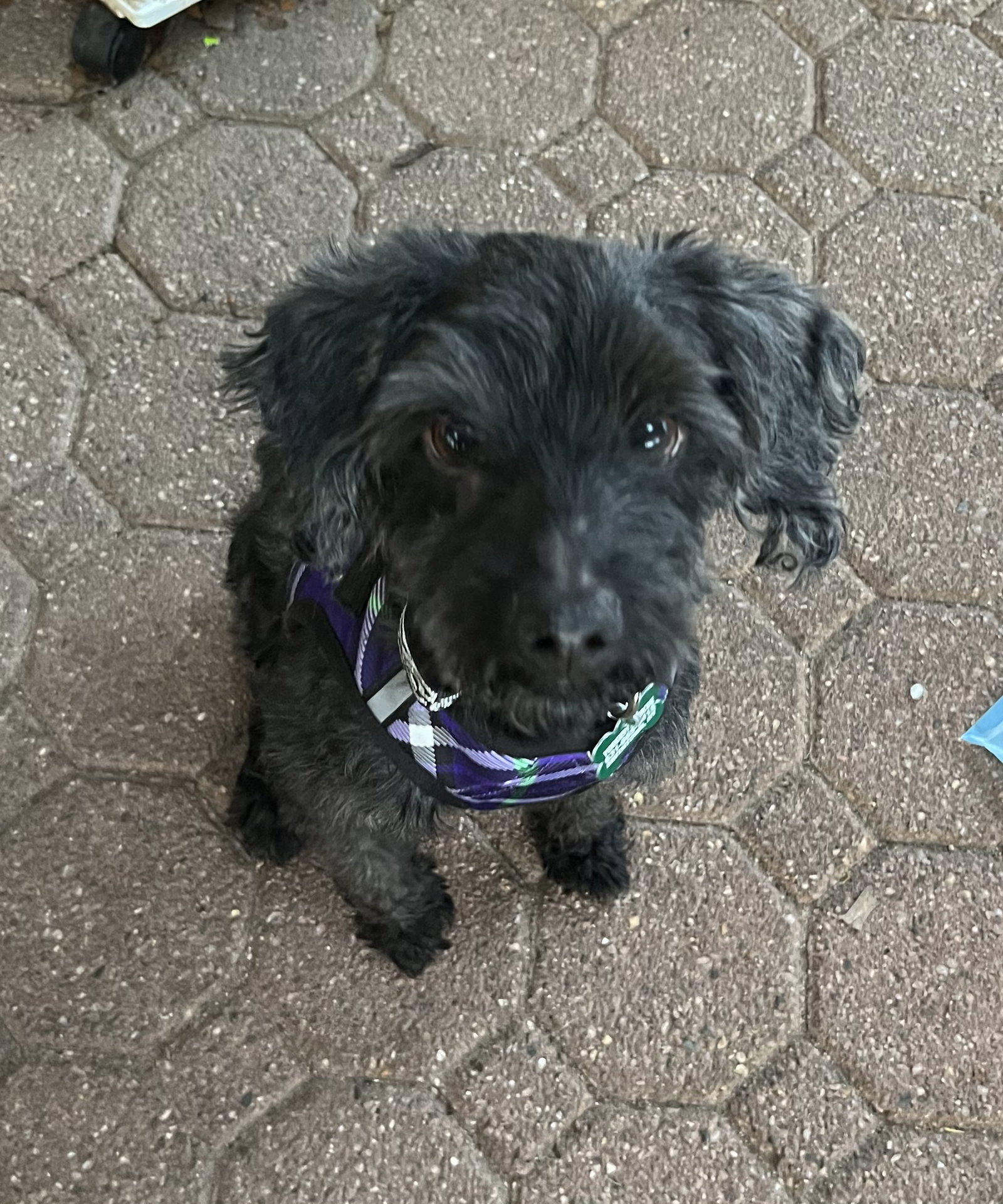 Dog for Adoption - Shadow, a Yorkshire Terrier Yorkie in Village Of The ...