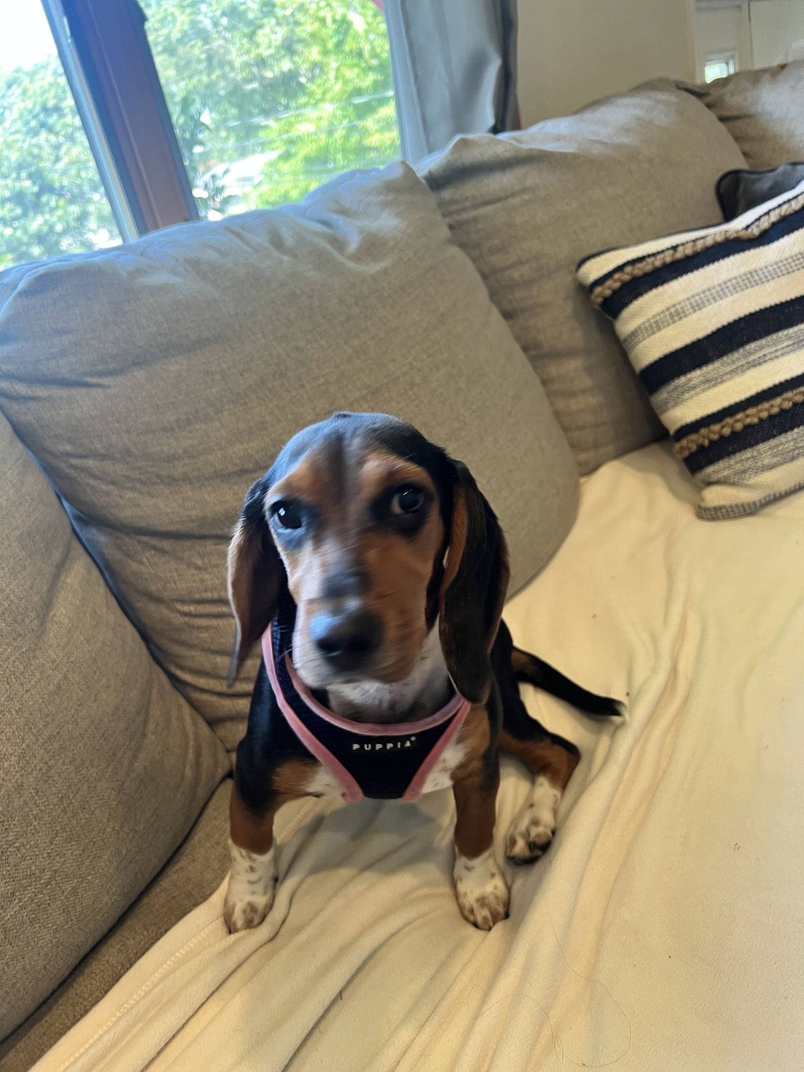 Dog for Adoption - Ellie, a Beagle in New Haven County, CT | Alpha Paw