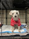 adoptable Dog in north babylon, NY named Bernie
