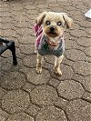 adoptable Dog in north babylon, NY named Gidget