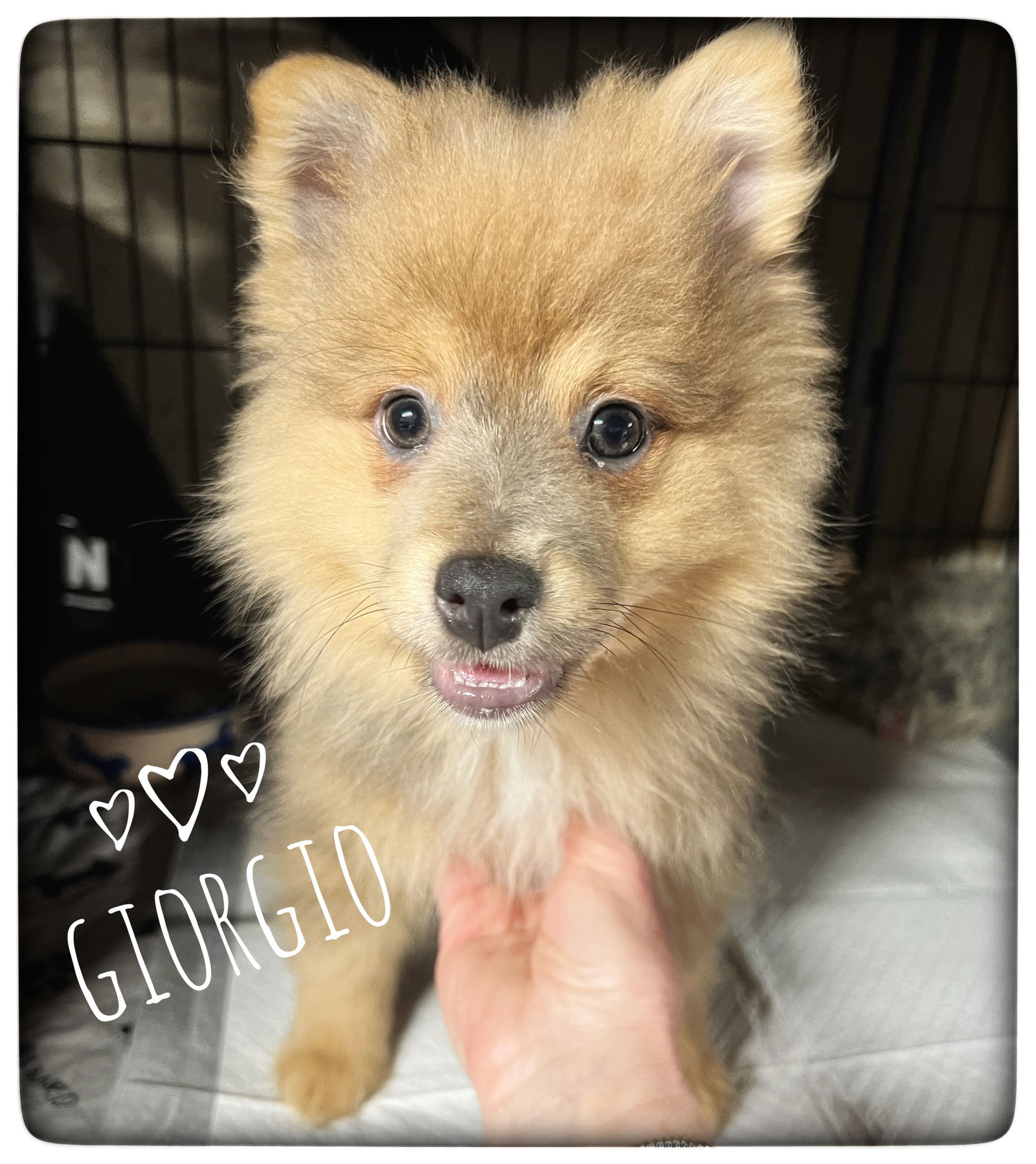 Dog for Adoption - Giorgio, a Pomeranian in Wading River, NY | Alpha Paw