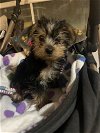 adoptable Dog in north babylon, NY named Howard