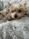 adoptable Dog in north babylon, NY named Cocoa