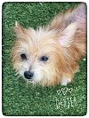 adoptable Dog in north babylon, NY named Dexter