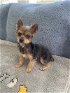 adoptable Dog in , NY named Duffy