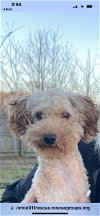 adoptable Dog in , NY named Dustin