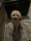 Dustin
