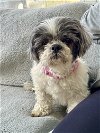 adoptable Dog in north babylon, NY named Patches