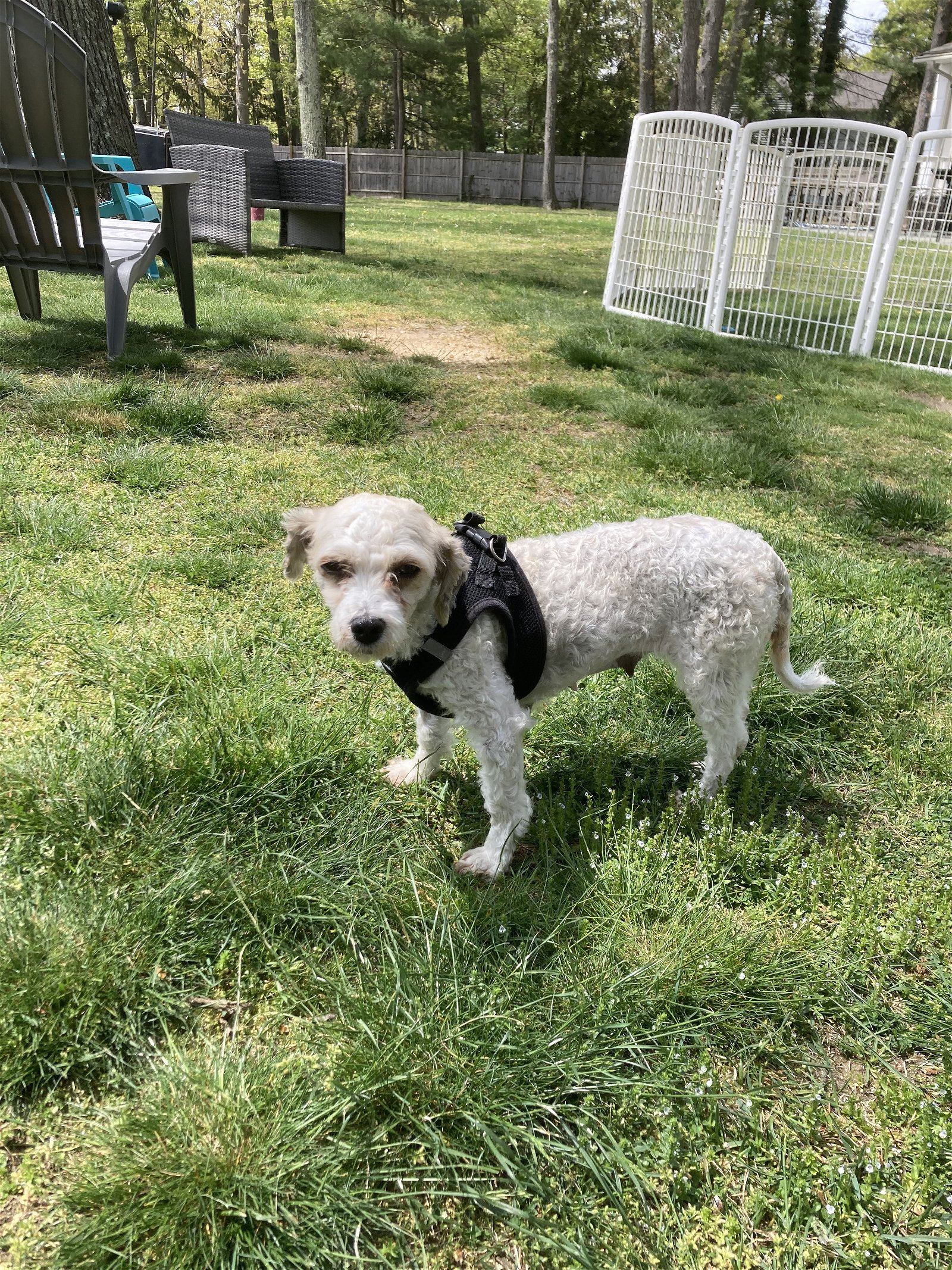 adoptable Dog in North Babylon, NY named Fifi