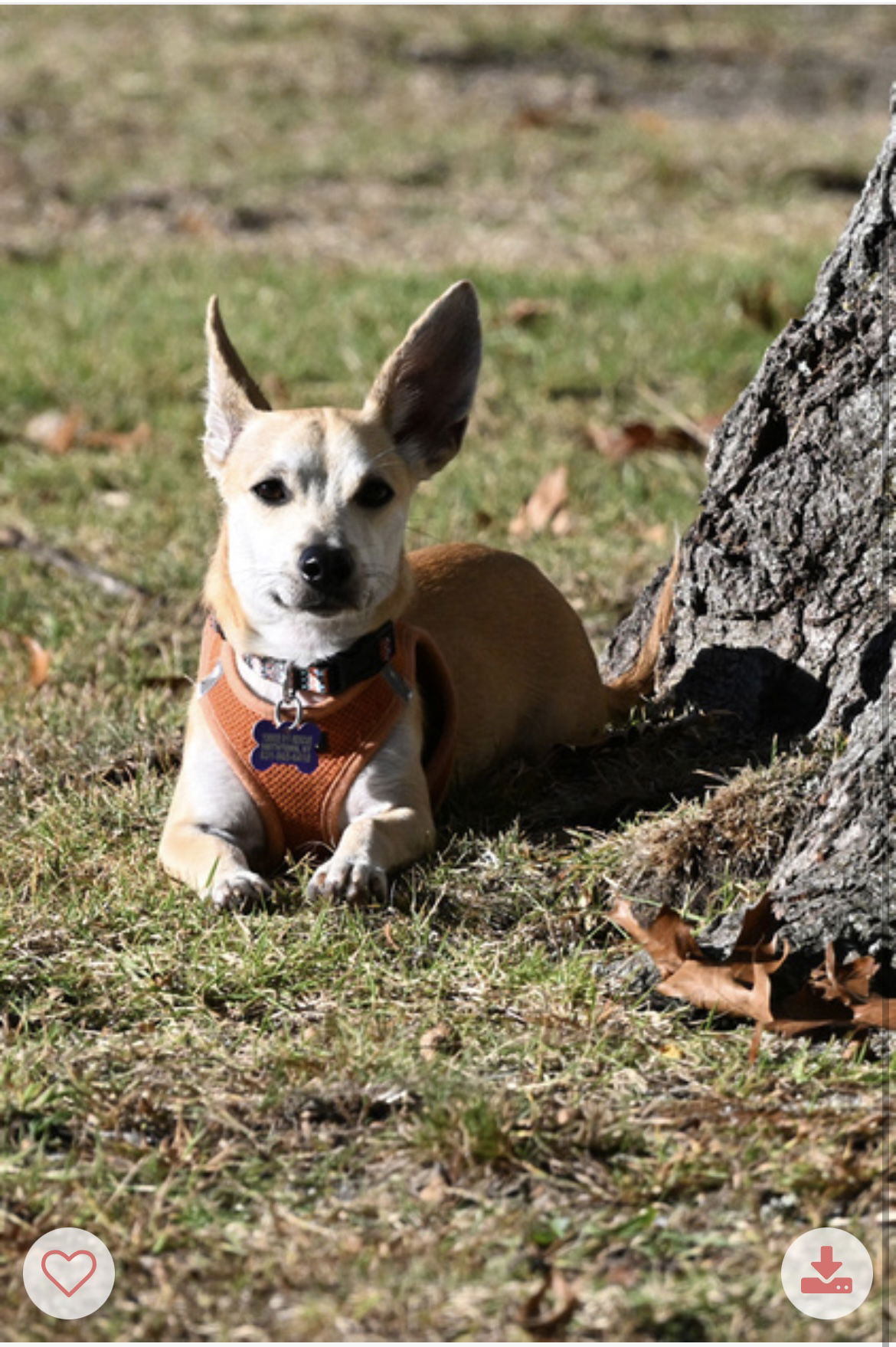 adoptable Dog in North Babylon, NY named Princeton