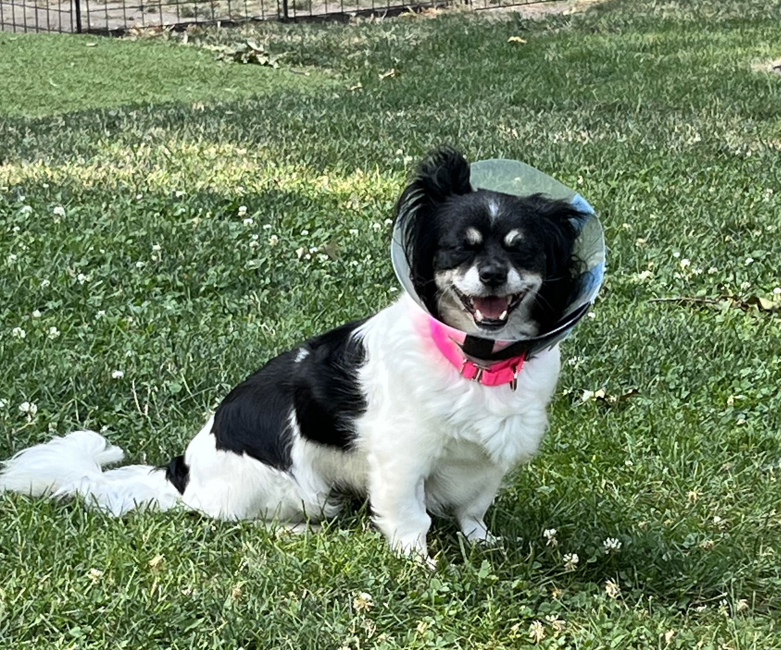 Dog for Adoption - Charlotte, a Cavalier King Charles Spaniel in New ...