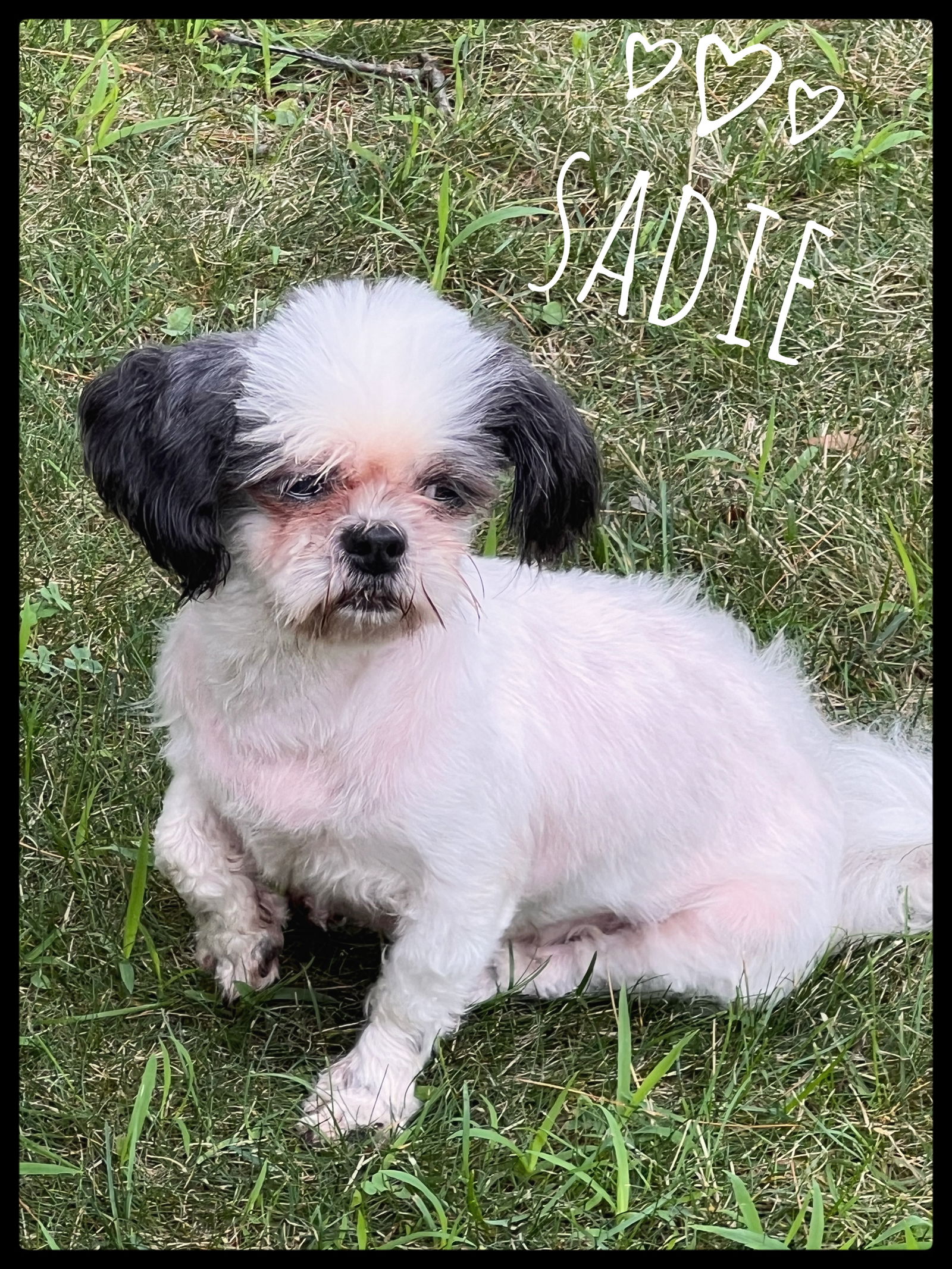 adoptable Dog in North Babylon, NY named Sadie