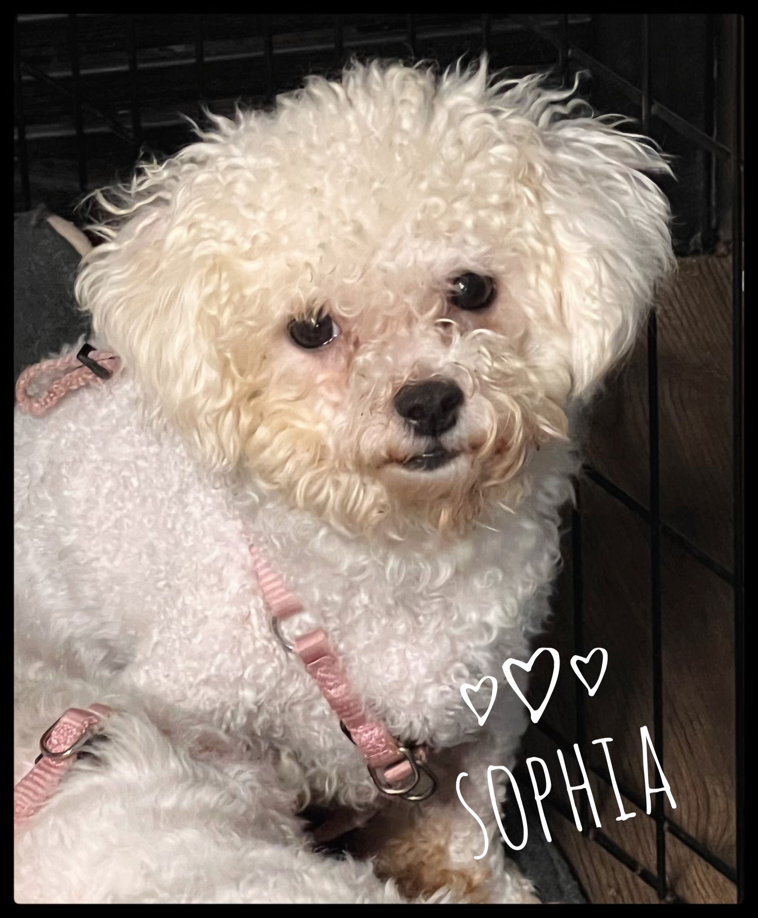 adoptable Dog in North Babylon, NY named Sophia