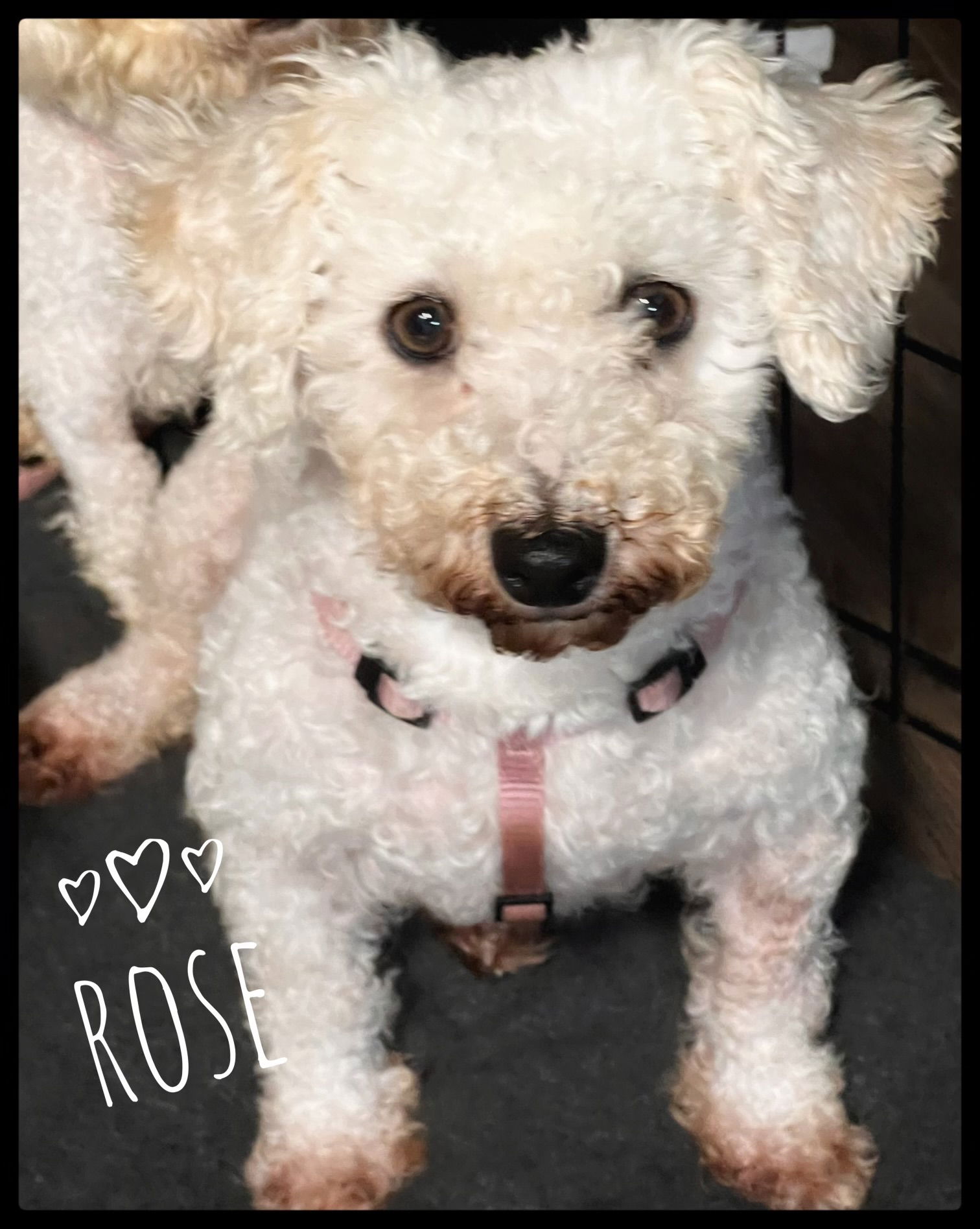 adoptable Dog in North Babylon, NY named Rose