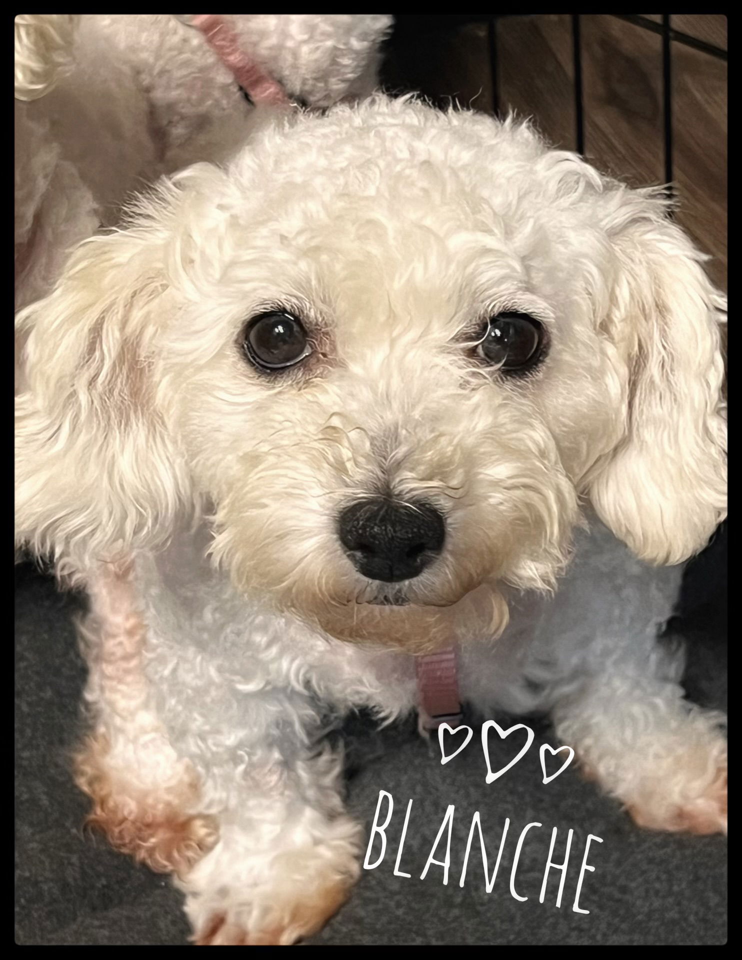 adoptable Dog in North Babylon, NY named Blanche