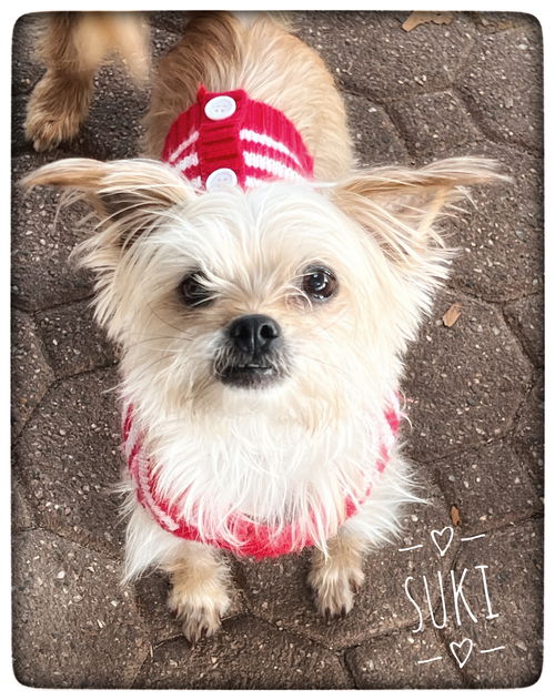Suki