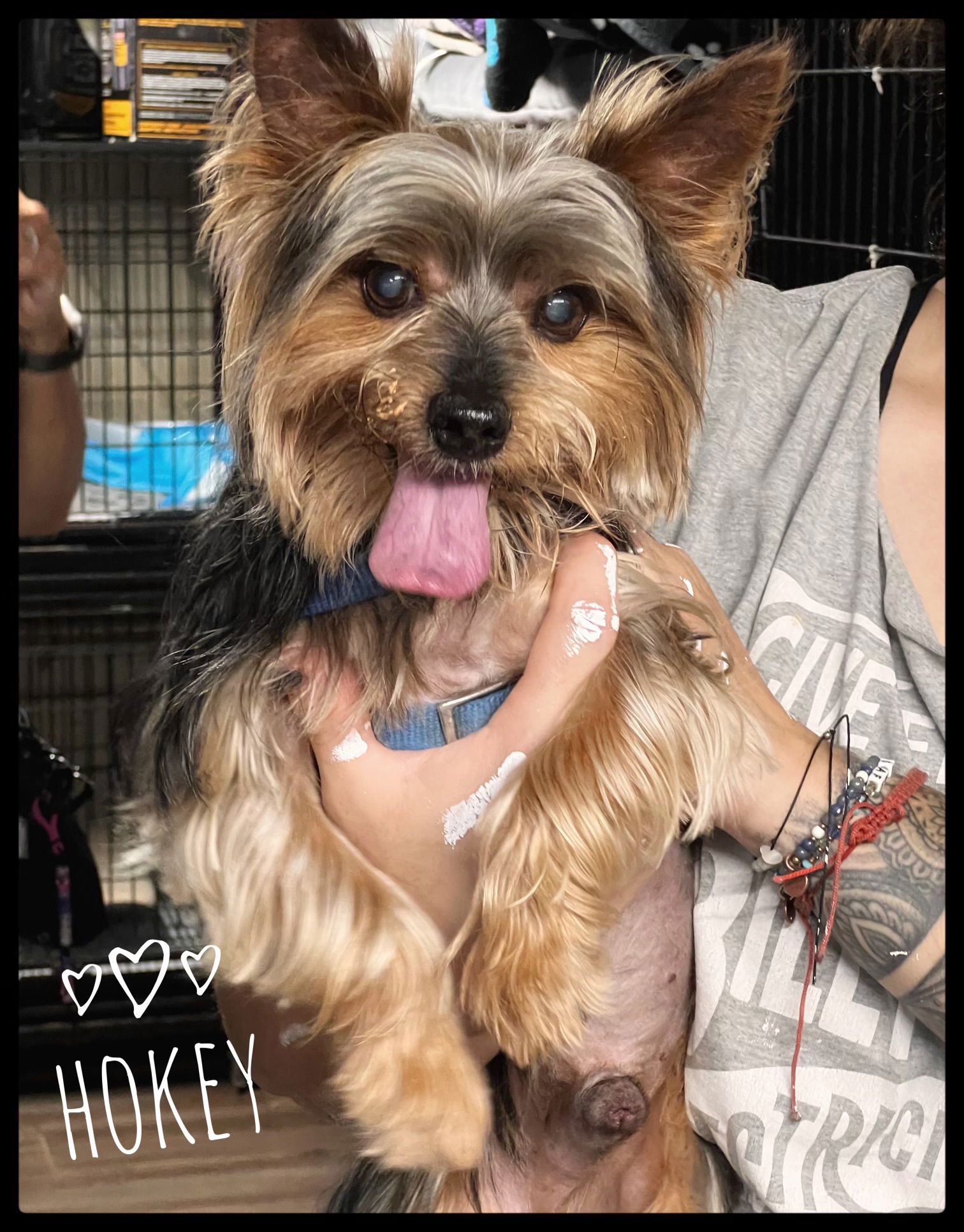 adoptable Dog in North Babylon, NY named Hokey