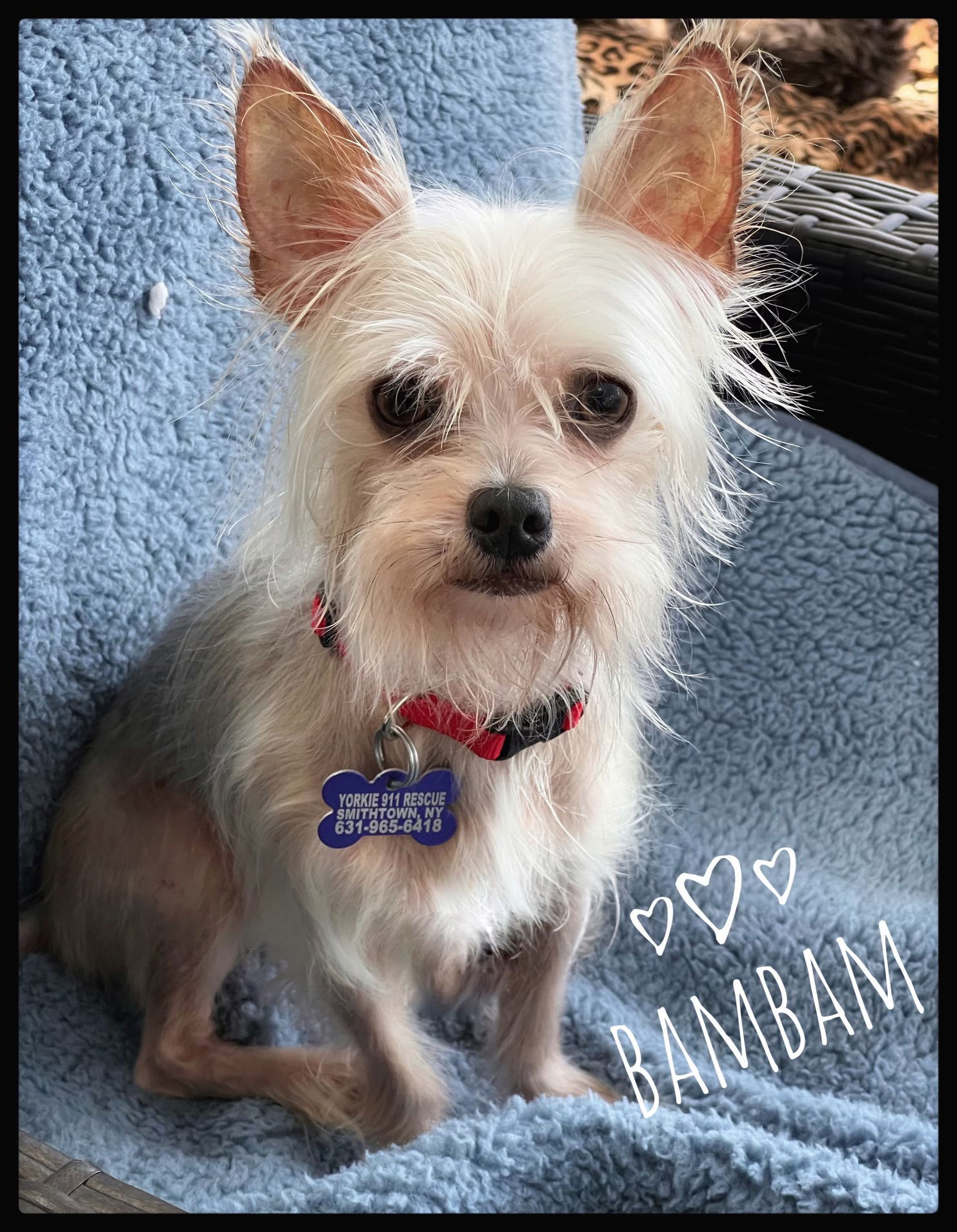 adoptable Dog in North Babylon, NY named BamBam