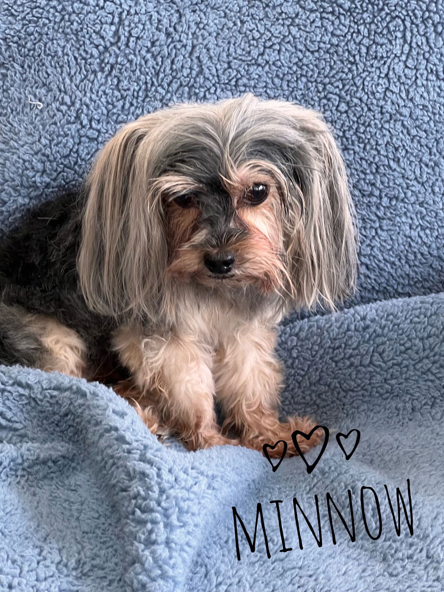 adoptable Dog in North Babylon, NY named Minnow