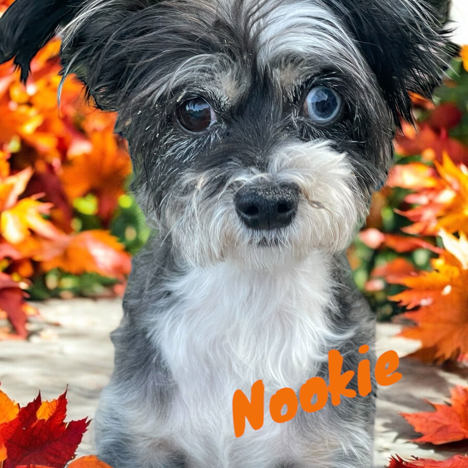 adoptable Dog in North Babylon, NY named Nookie