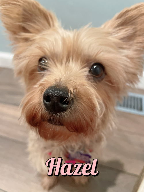 Hazel