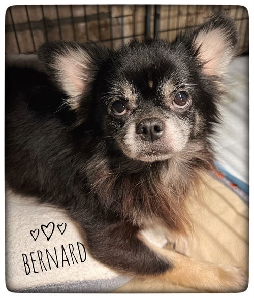 Bernard