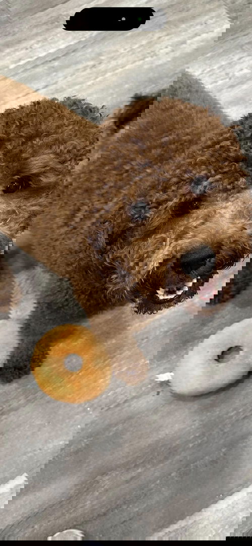 Zori