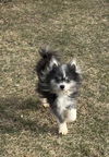 Zorro