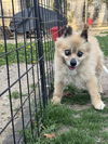 Prince the Pom