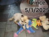 Prince the Pom