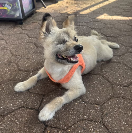 Prince the Pom