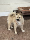 Prince the Pom