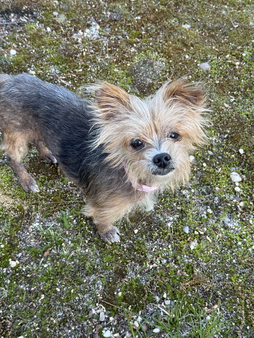 Charlie