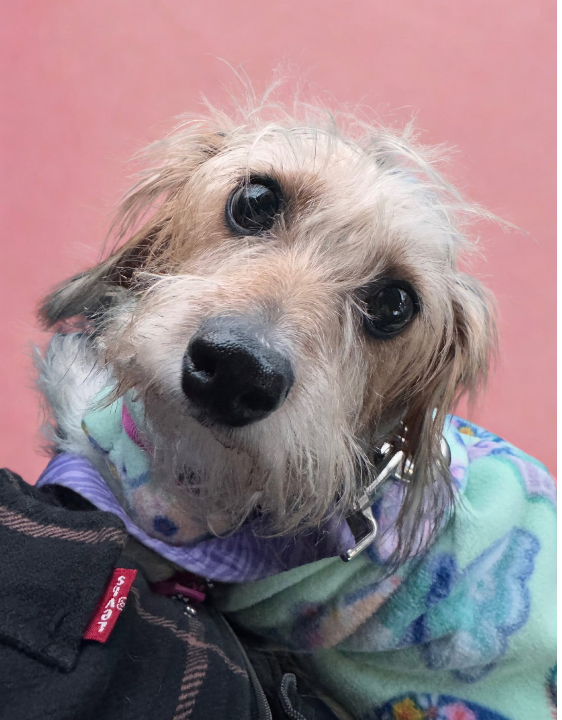 Dachshund