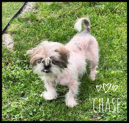Chase