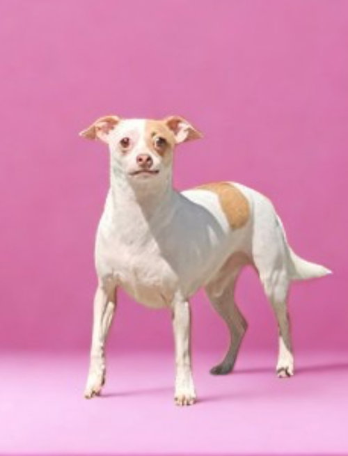 Buscemi, an adoptable Chihuahua in North Babylon, NY