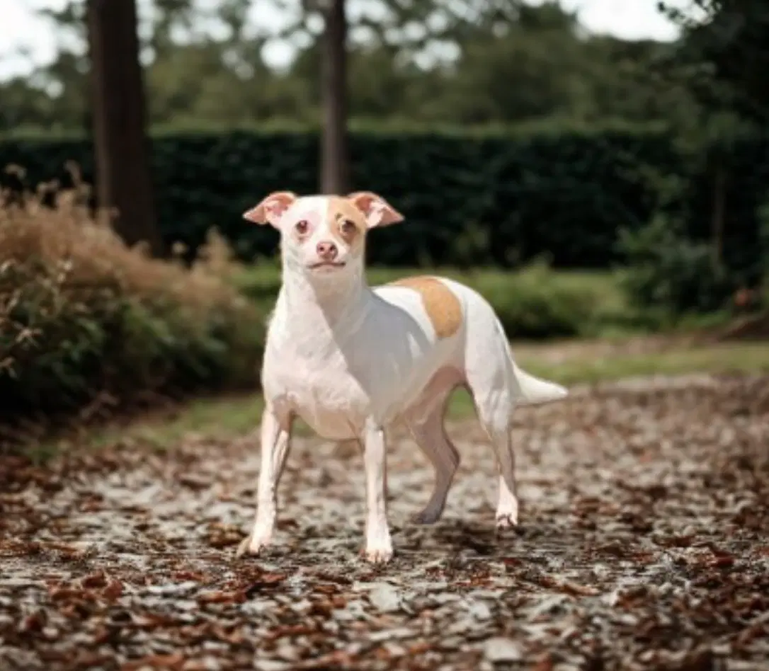 Buscemi - Chihuahua