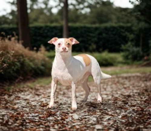 Buscemi, an adoptable Chihuahua in North Babylon, NY