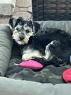 adoptable Dog in , NY named Manny