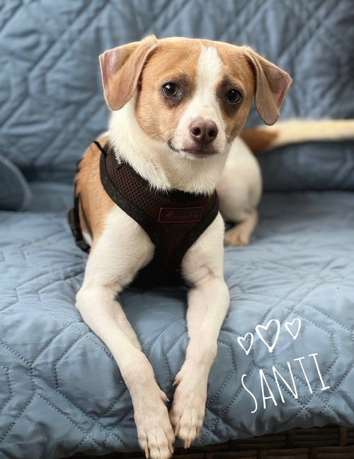 picture of the dog needing adoption