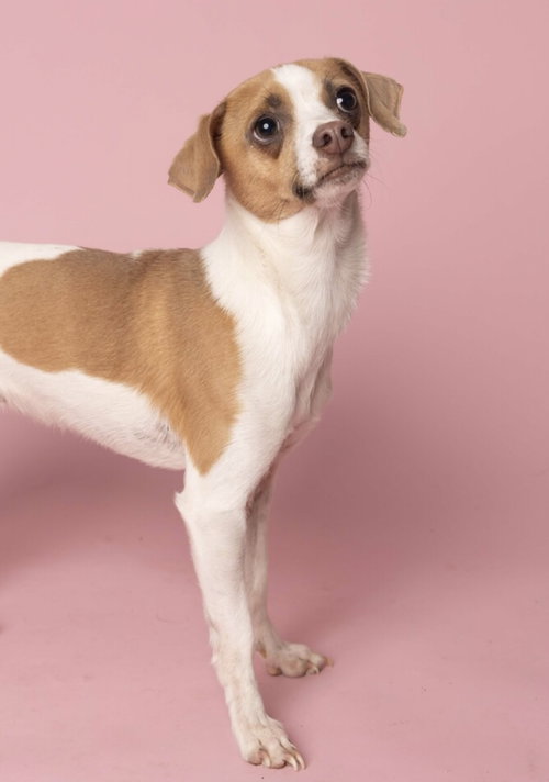 SANTI - Chihuahua available for adoption